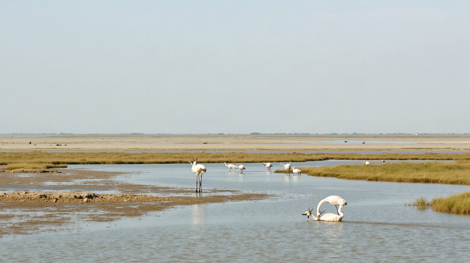 Marais et étangs du delta du Rhône, rizière et digue à l'horizon
